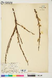 Salix arbusculoides image