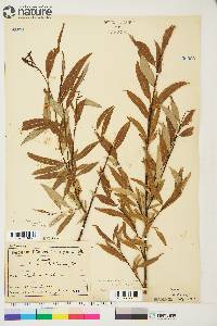 Salix arbusculoides image