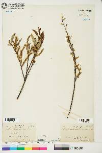 Salix arbusculoides image