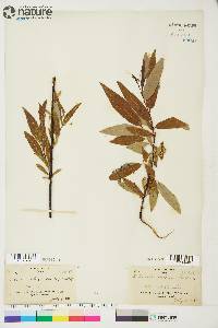 Salix arbusculoides image