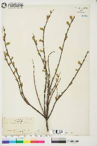 Salix arbusculoides image