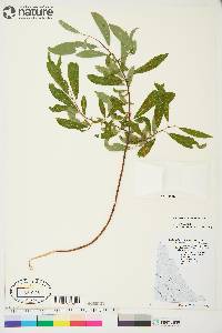 Salix arbusculoides image