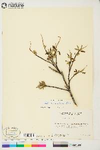 Salix arbusculoides image