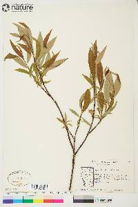 Salix arbusculoides image