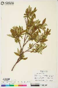 Salix arbusculoides image