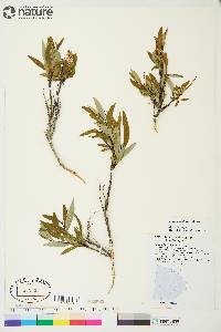 Salix arbusculoides image