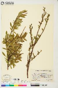 Salix arbusculoides image