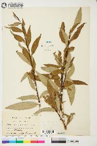 Salix arbusculoides image