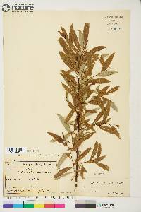 Salix arbusculoides image