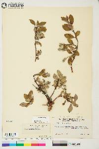 Salix arctica image