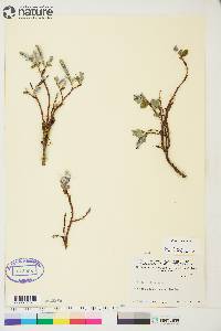 Salix arctica image