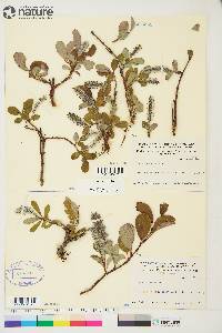 Salix arctica image