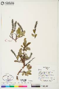 Salix arctica image