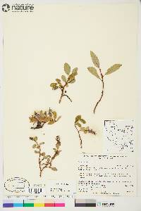 Salix arctica image