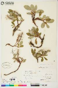 Salix arctica image