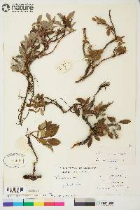 Salix arctica image