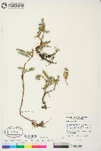 Salix arctica image