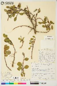 Salix arctica image