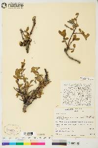 Salix arctica image