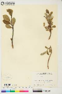 Salix arctica image