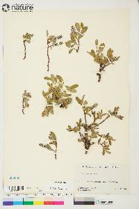 Salix arctica image