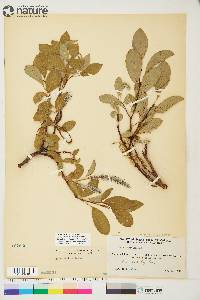 Salix arctica image