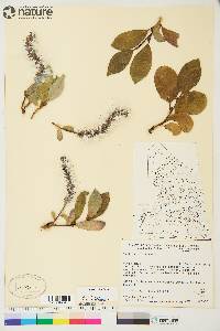 Salix arctica image