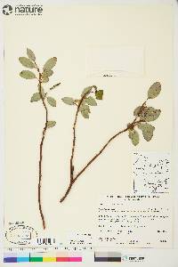 Salix arctica image