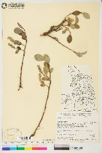 Salix arctica image