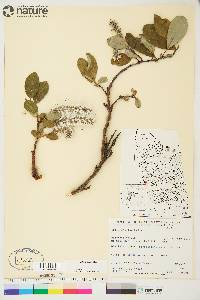 Salix arctica image