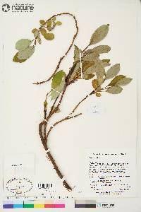 Salix arctica image