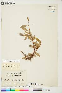 Salix arctica image