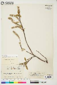 Salix arctica image