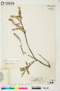 Salix arctica image