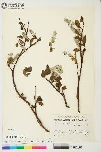 Salix arctica image