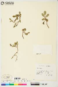 Salix arctica image