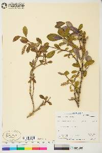 Salix arctica image