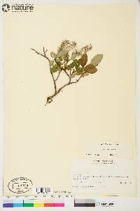 Salix arctica image