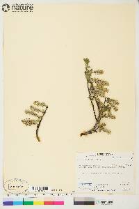 Salix arctica image