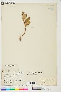 Salix anglorum image