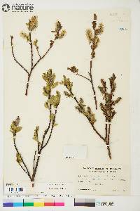 Salix barclayi image