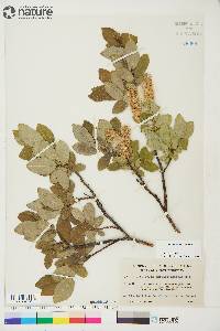 Salix barclayi image