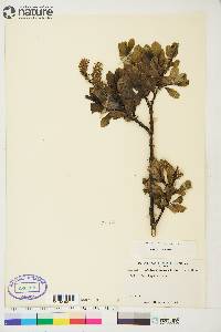 Salix barclayi image