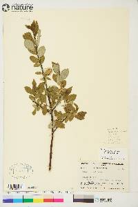 Salix barclayi image