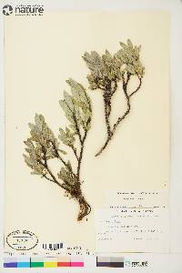 Salix barrattiana image