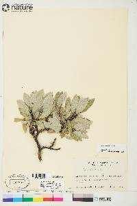 Salix barrattiana image