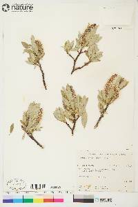 Salix barrattiana image