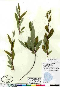 Salix arbusculoides image