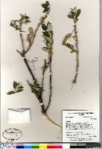 Salix alaxensis image