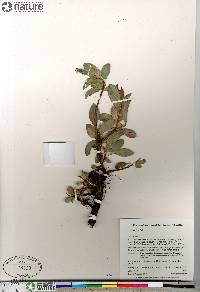 Salix arctica image